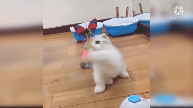 Cat playing - pet