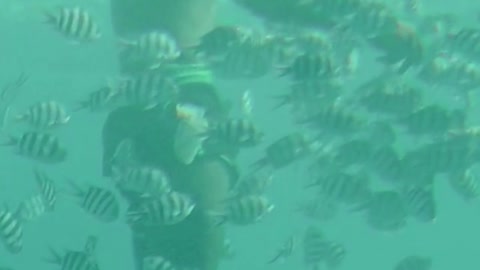 Surrounded by Fish under water