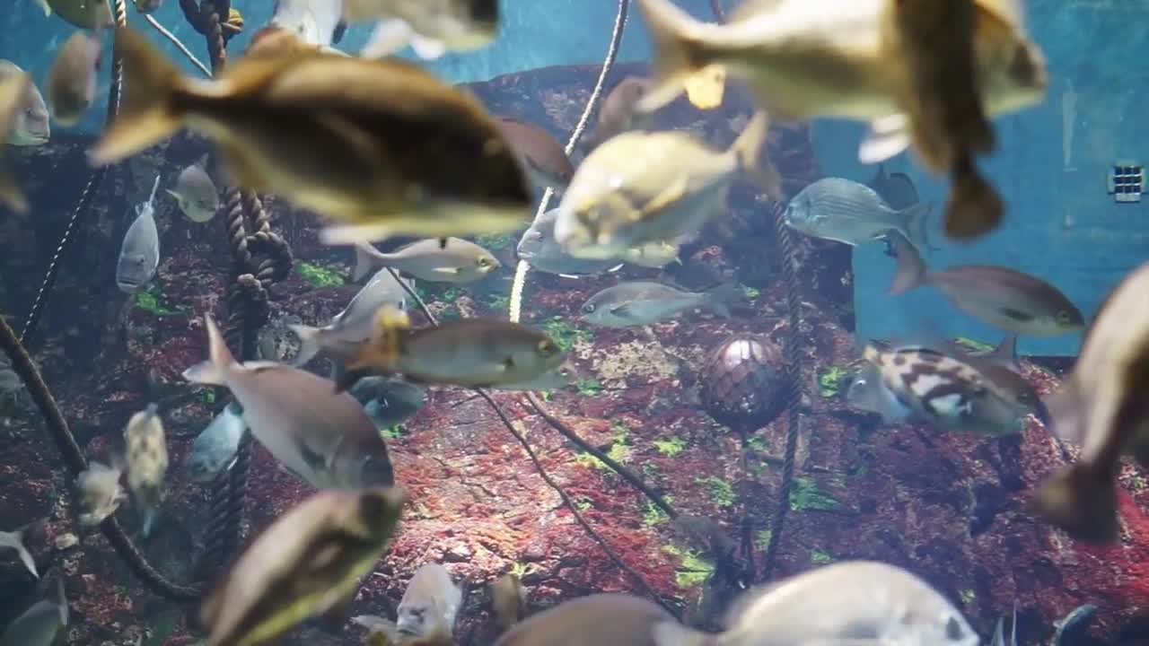 Video of tropical reef fish swim peacefully among the corals in the background of sea corals