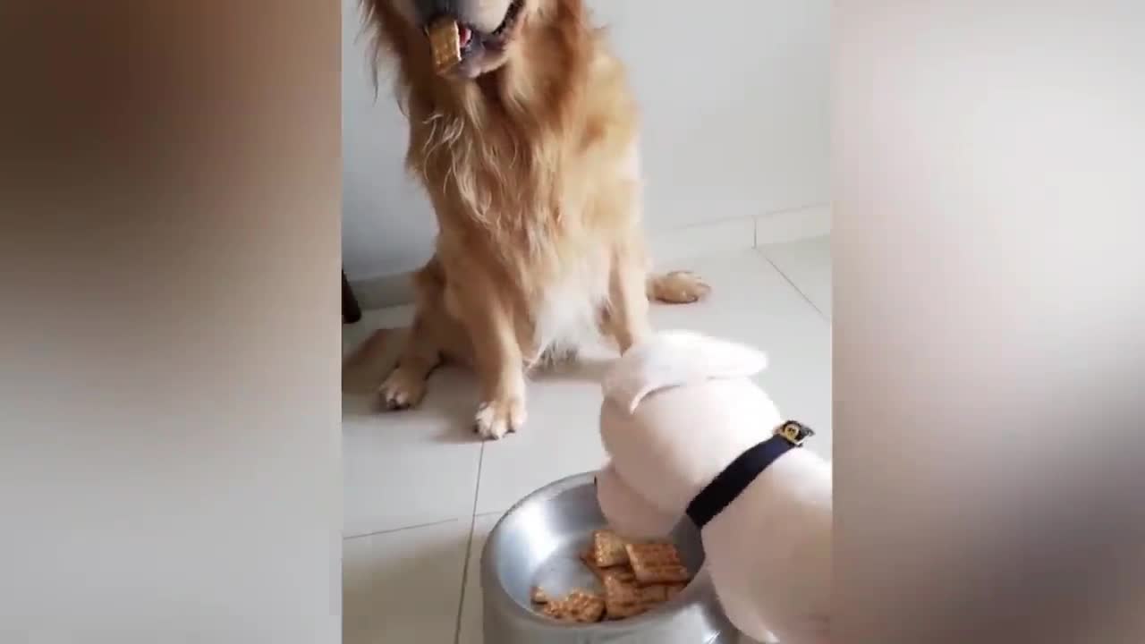 MY funny dog eats