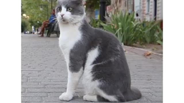 Top Ten Cute Cats Videos 🤔| 10 Most Beautiful Cats 🔥