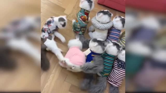 Cutie cat video 😍😍😄😍😄 #cats #cat #dog #pets #funny #viral