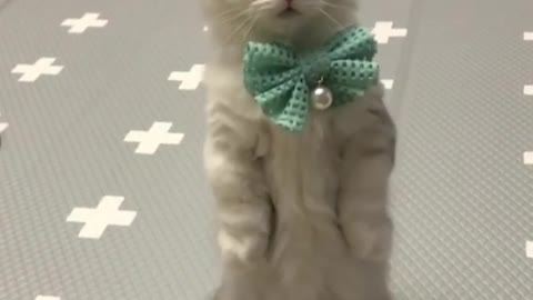 Adorable gatito posa para la cámara con un moño, derrite nuestros corazones