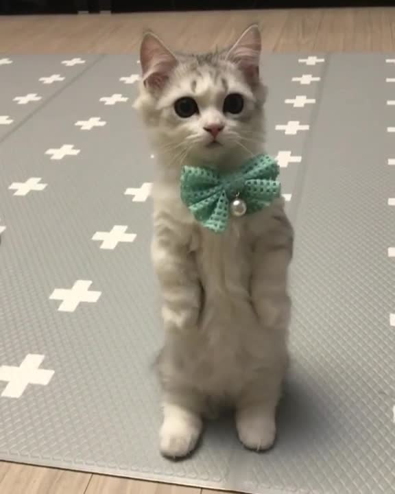 Adorable gatito posa para la cámara con un moño, derrite nuestros corazones