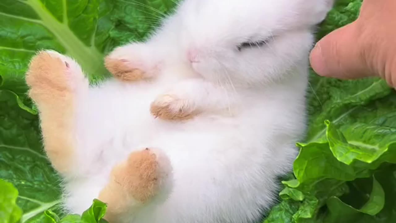 A cute little rabbit that can't be woken up