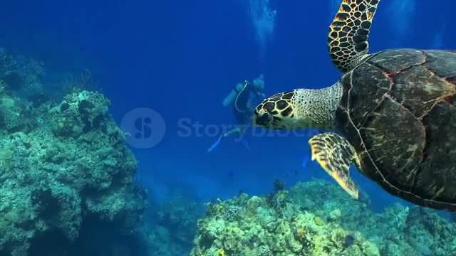 Turtle swimming in the sea