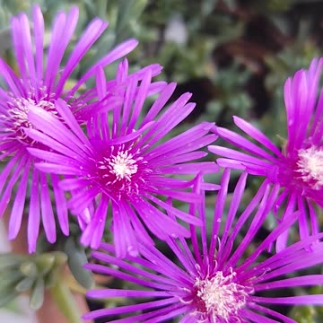 Lampranthus spectabilis