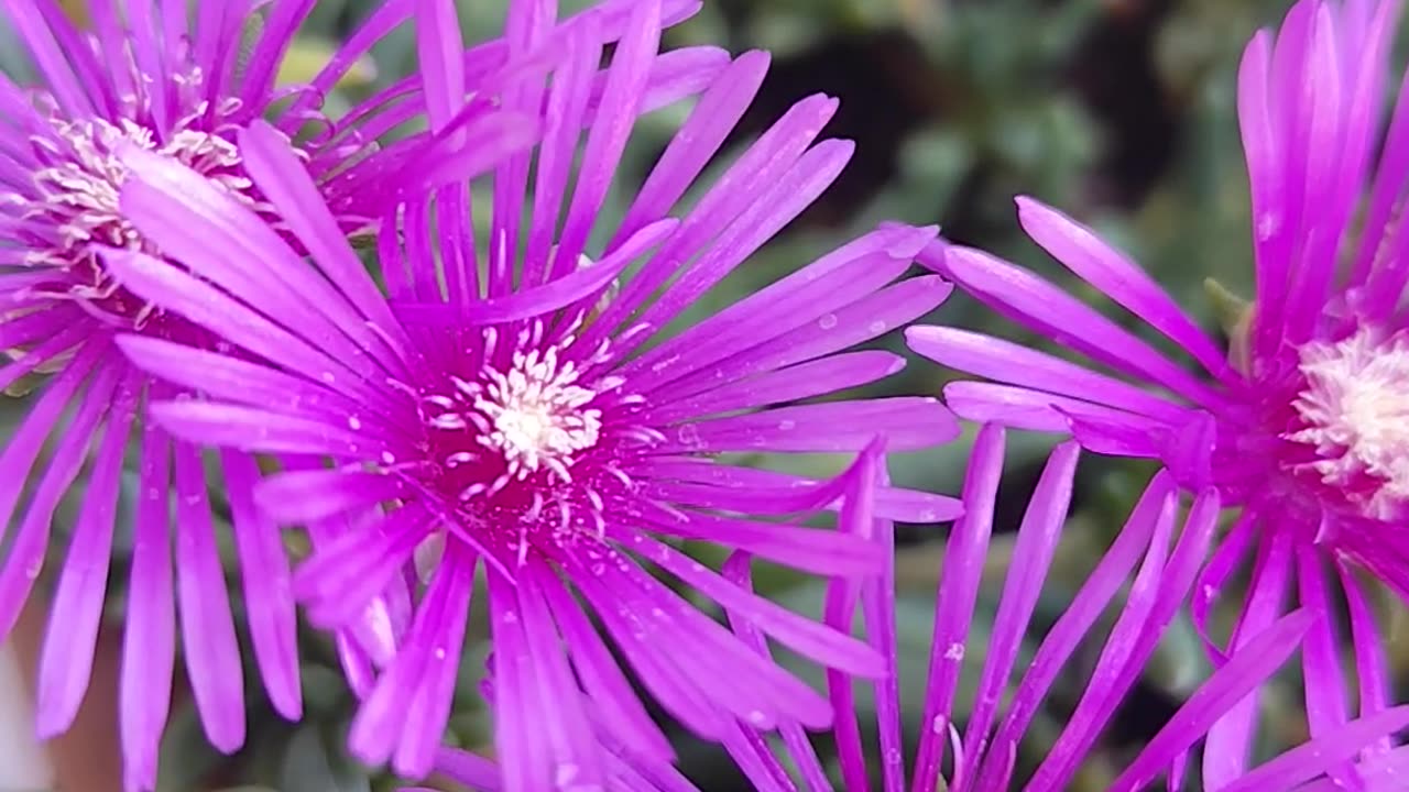 Lampranthus spectabilis