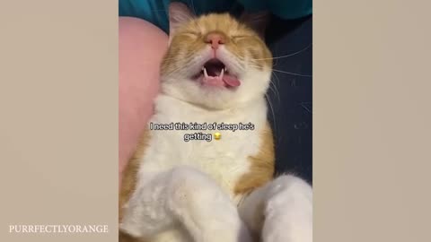 Cry from Laughter: Must-See Funny Animal Clips That Will Crack You Up! 🤣