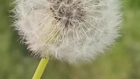 a gift from nature