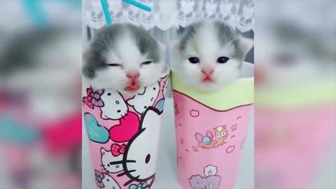 | Most Beautiful Cats Baby | Cute Cats | 😍Adorable Cats😍 |