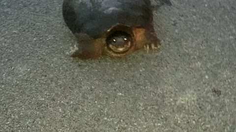 Snapping Turtle Refuses To Move