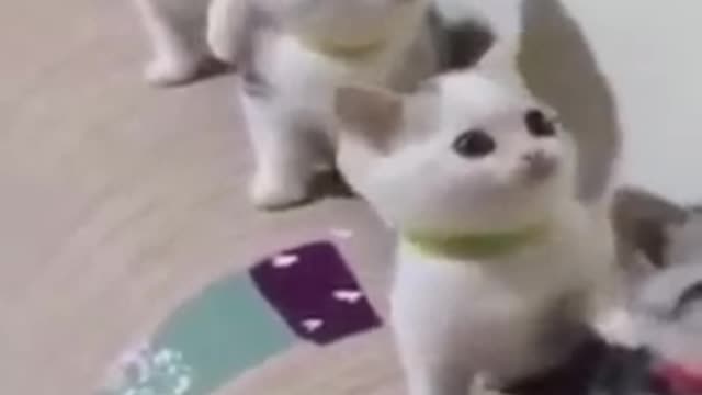 Cats - Baby cats - funny and fluffy (23) / Gatos - Filhotes - engraçados e fofos (23) #shorts
