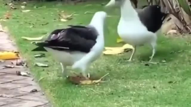 Try not to laugh