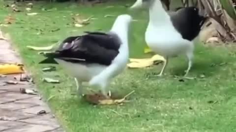 Try not to laugh