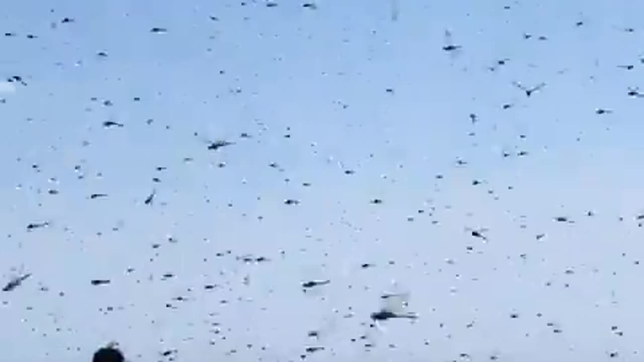 Swarm of supersized dragonflies invade Misquamicut Beach in Rhode Island.