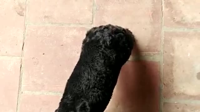 A black puppy whose baby puppy is amazing