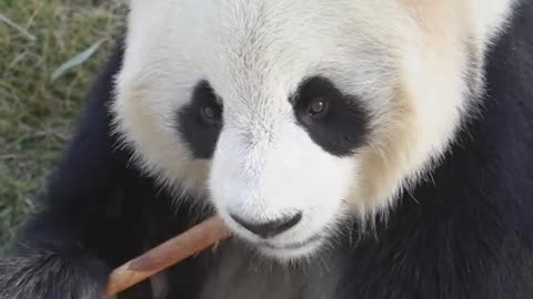Lovely lovely giant panda baby