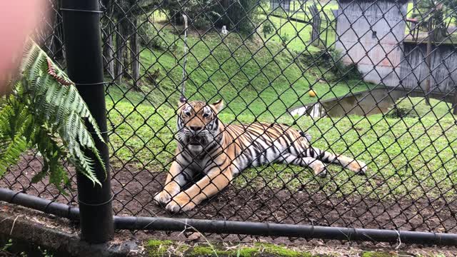 Panaewa Rainforest Zoo