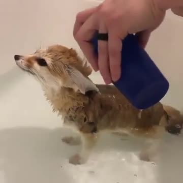 Refreshing Moments A Fox Enjoys a Bath!