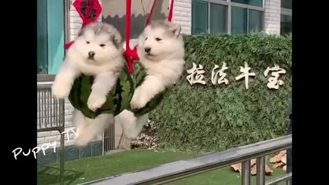 Funny and cute Baby Alaskan Malamute Puppies😍