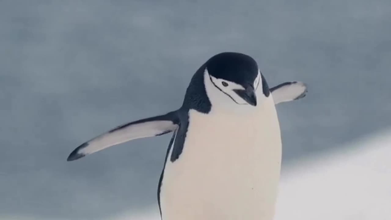 Chinstrap penguin's unique walk on ice #shorts #shortvideo #video #virals #videoviral