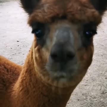 Funny Alpacas