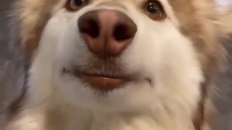 Smiling dog