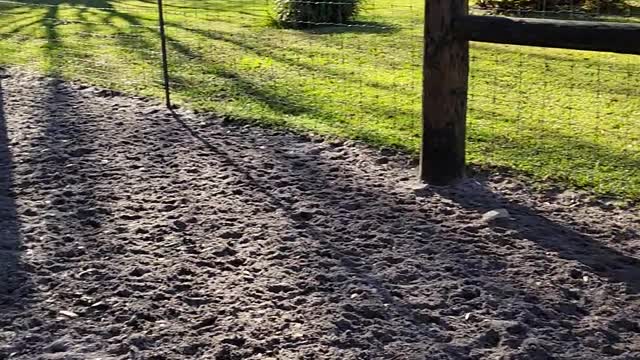 Is the Deer Having a Baby??