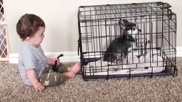 Babies and cute dogs are best friends