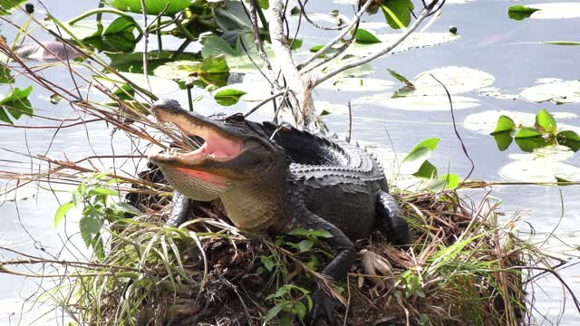 Happy young alligator