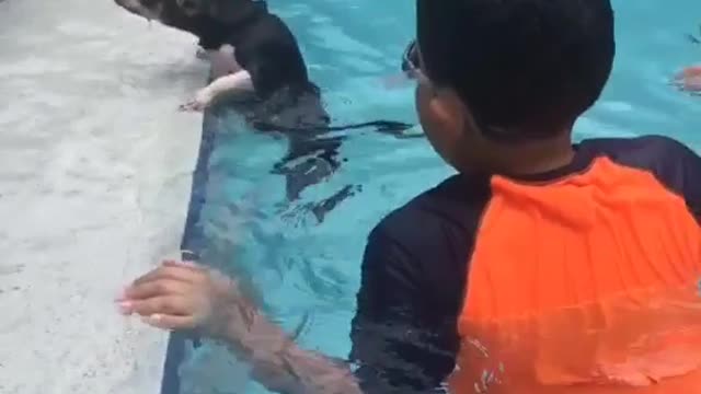 Small black dog swims across pool with two people