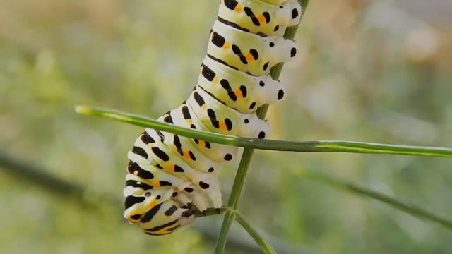 This is one HUNGRY Caterpillar.