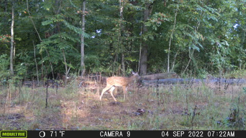 Fawn wandering away from mom