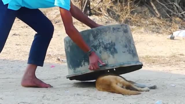 Fake Tiger Prank To dog ,Funny Prank video of animal
