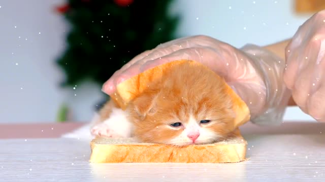 No sweet copy, only sweet cats