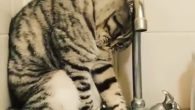 The cat who understood the essence of being