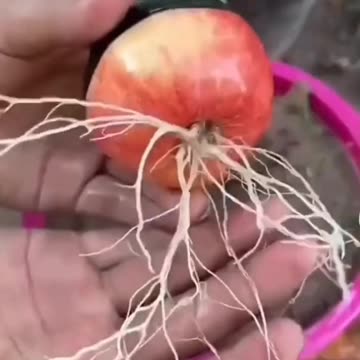 Smart techniques of planting apple and guava