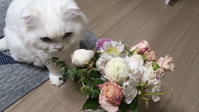 OMG, the cat eating flowers in my house