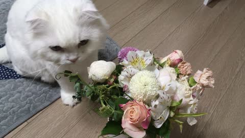 OMG, the cat eating flowers in my house