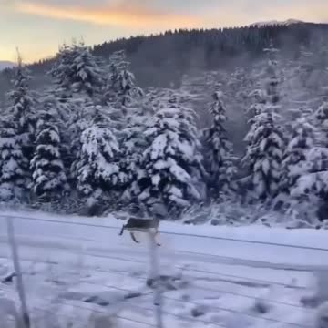 Santa's Reindeer missed the train