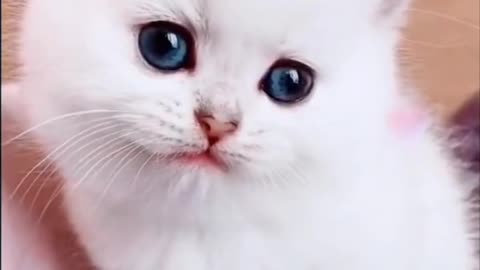 😍CAT😍