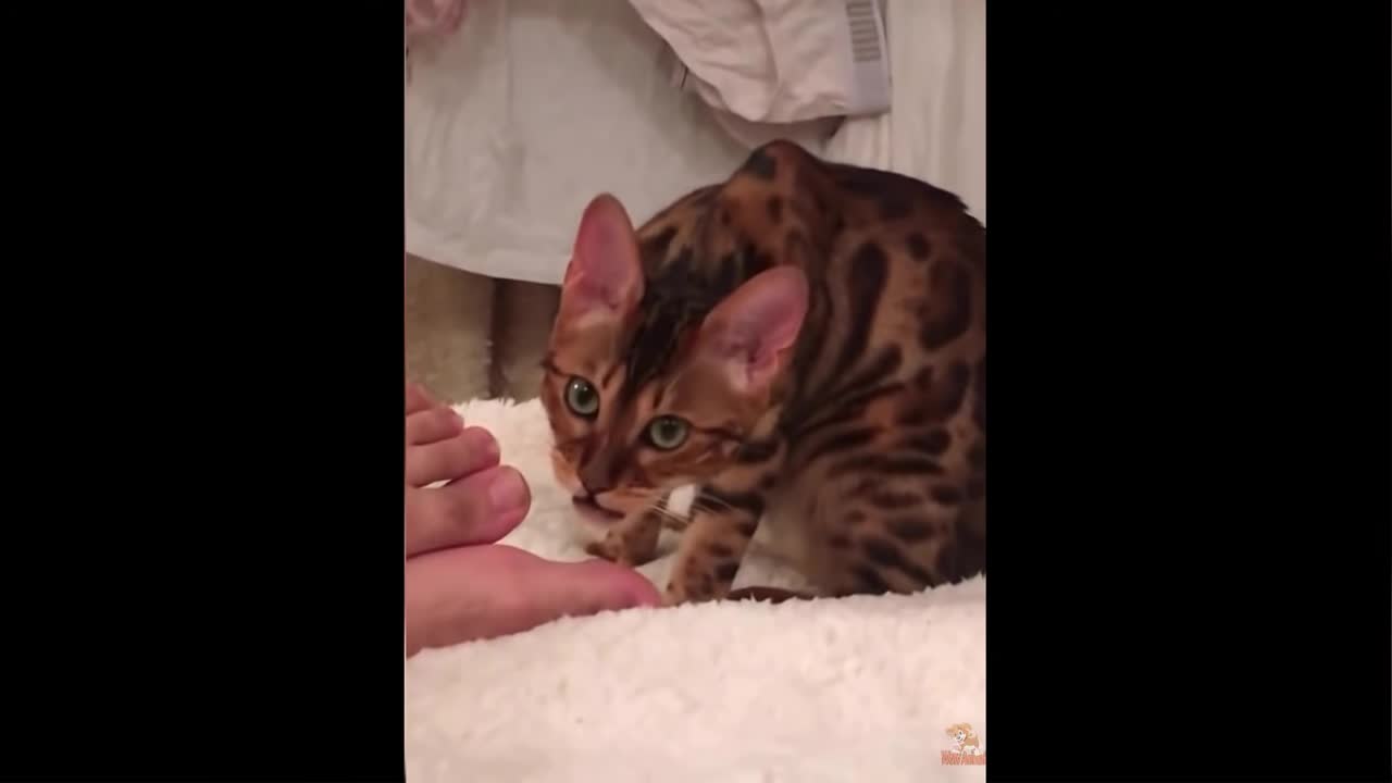 Funny Cats Reaction to Smelling Owner's Foot _ Compilation 2019