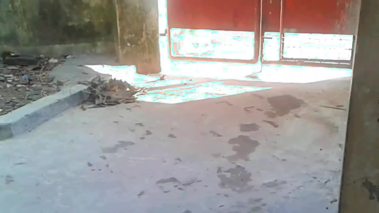 Angry cats shouting at each other