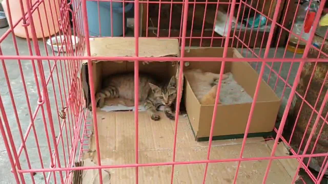 Two kittens are sleeping in the sun