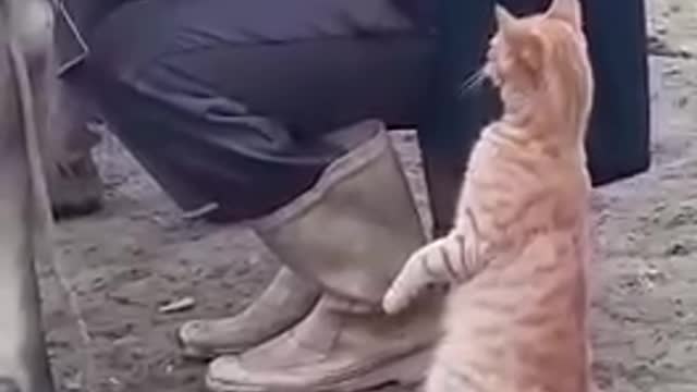 Cat drinking cow's milk