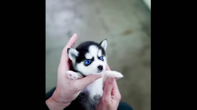 LOOK AT HIS BLUE EYES - SO CUTE RIGHT?