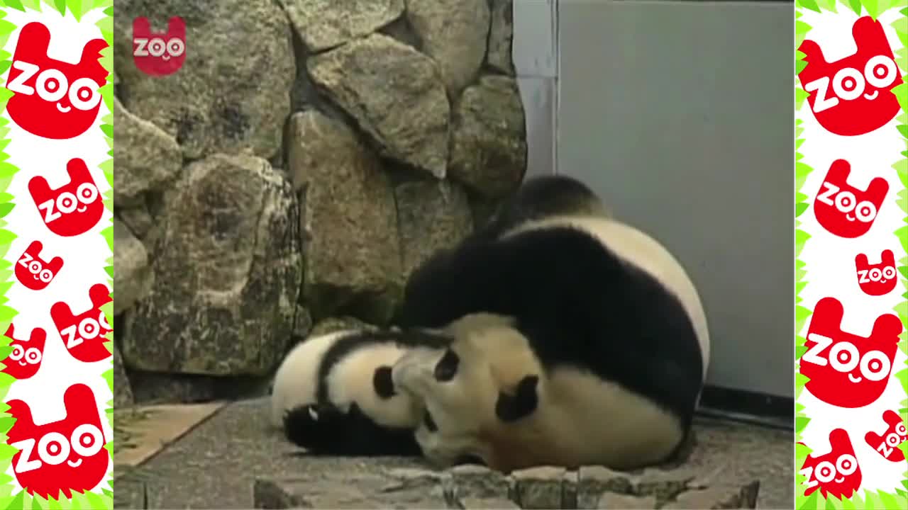 Incredibly Cute Baby Panda Twins Playing