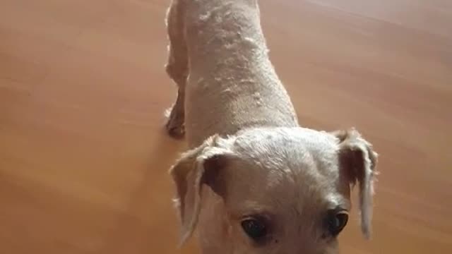 My dog wagging its tail.