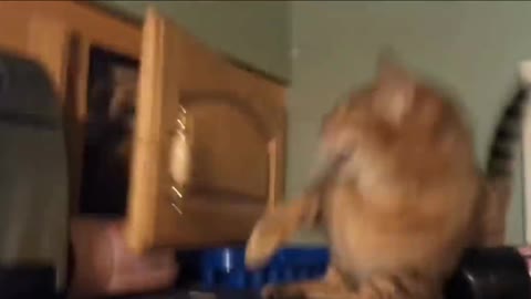 Cat slap